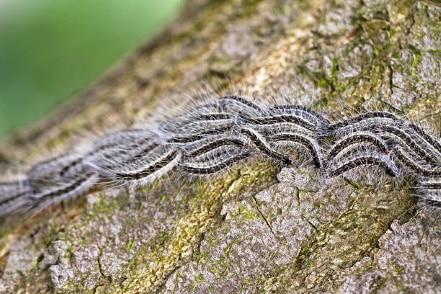 Eikenprocessierups