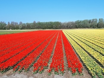 Bloemenvelden in rood en gele kleur.